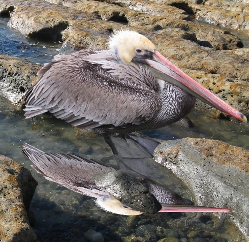 Creation of Bird: Step 11
